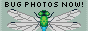 bug photos now!